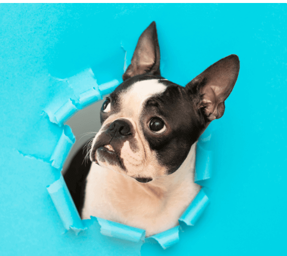 Imagem de Ração para Cães